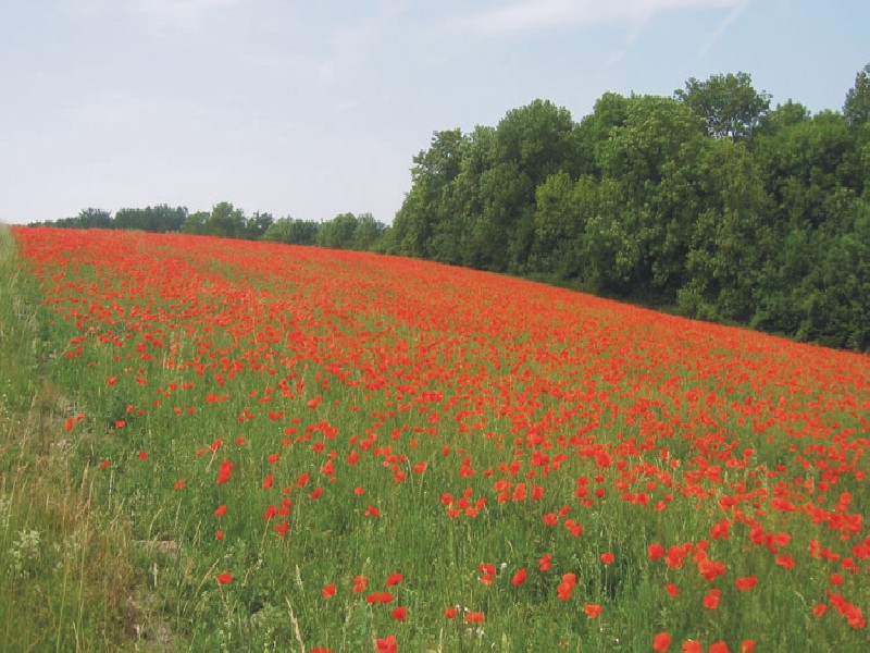 poppies fields in flanders
